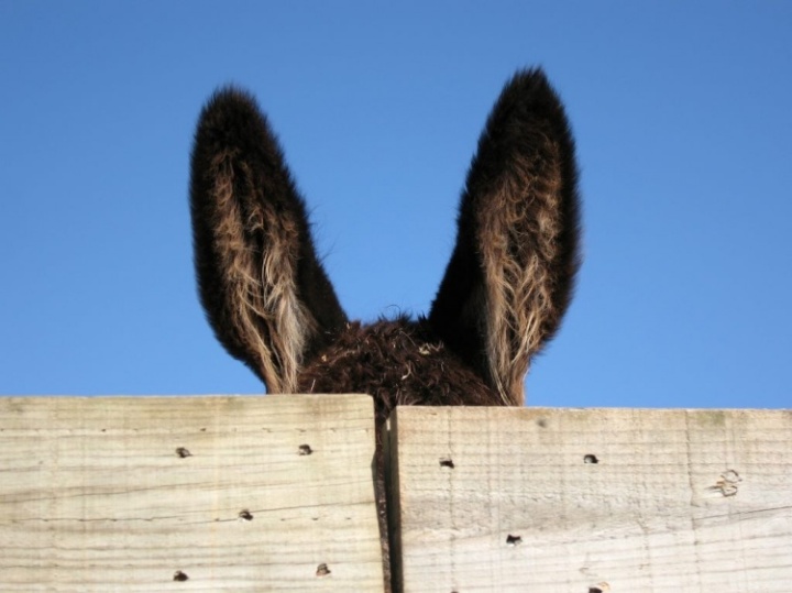 orelhas-de-burro